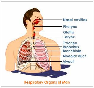 respiratary organs